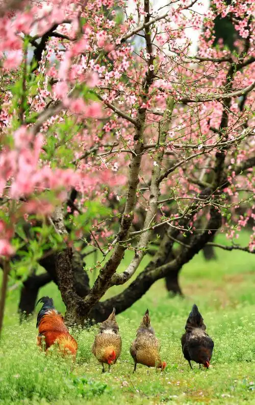 桃花树下鸡啄春