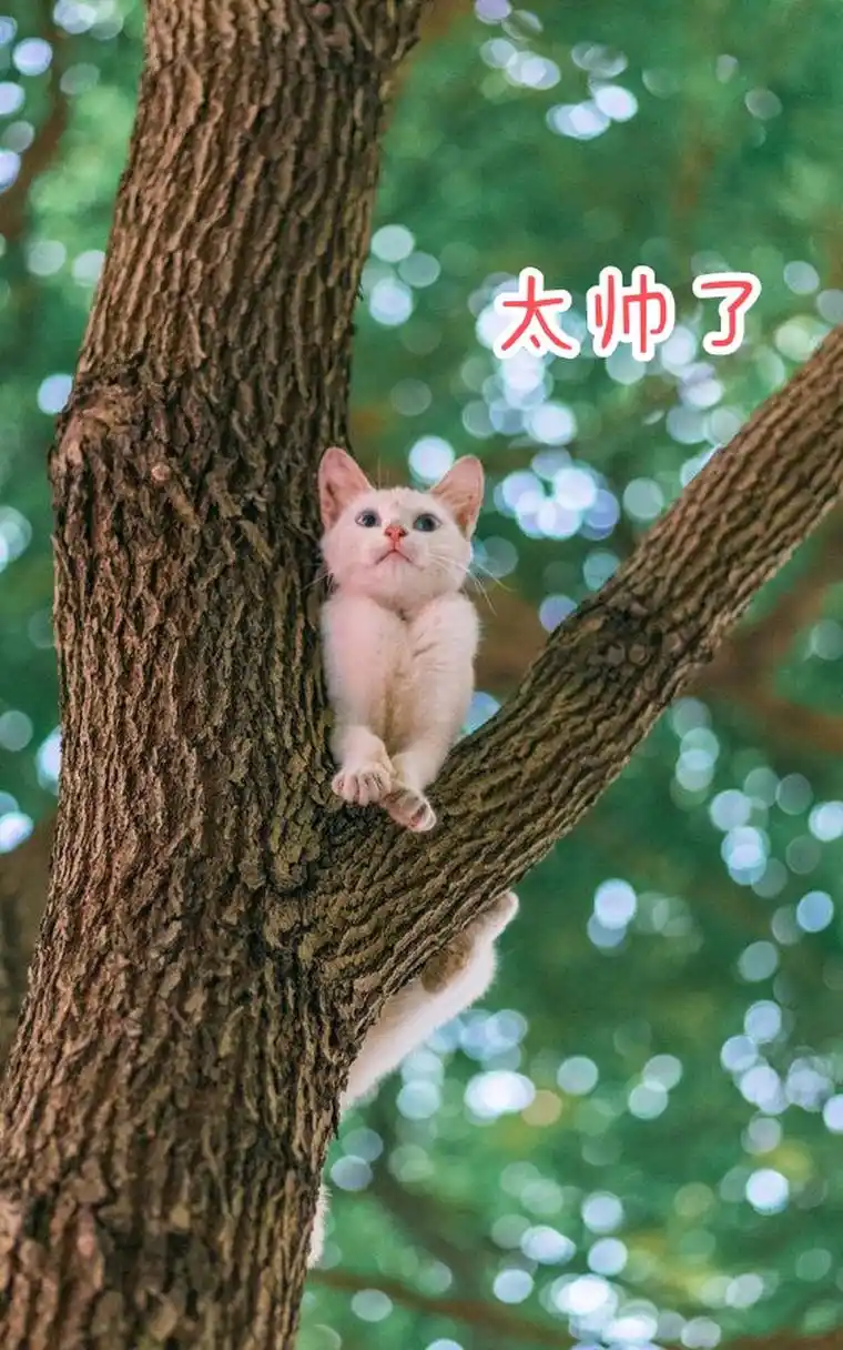 三色猫表演空中倒立,小白猫一脸崇拜,太帅了!  #趣图搞笑