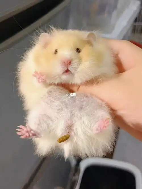 面纹蜜崽崽找新家领养哦