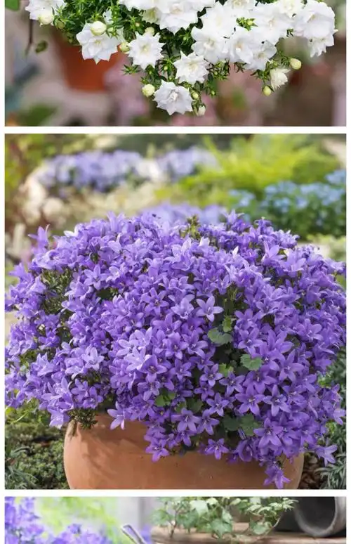 德骊嘉丹麦风铃草盆栽花苗开花植物室内阳台花卉四季好养活鲜花绿植