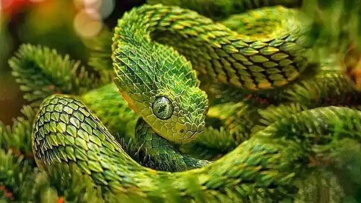 世界上最漂亮的蛇的名字叫什么,颜值最高的蛇是什么样子