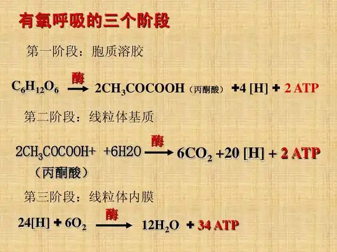 有氧呼吸和无氧呼吸
