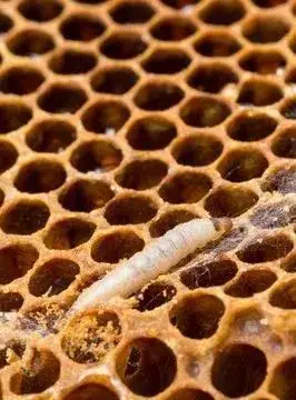 蜡螟是怎样进蜂箱的?