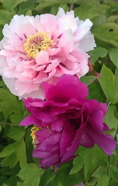 洛阳牡丹名贵品种,二乔牡丹花,国色天香