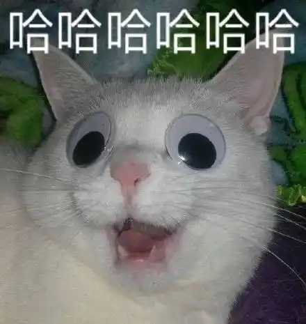 萌宠 喵星人 哈哈哈哈 笑死我了 呆萌 可爱