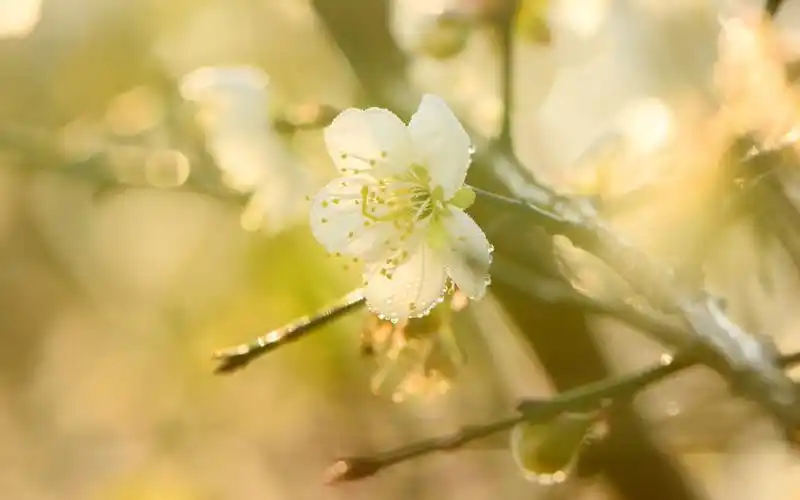 黄色的梅花,高清图片,电脑桌面-壁纸族