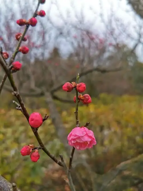 思窝爱旅行的涛哥:钟山风景名胜区梅花山中国南京国际梅花节