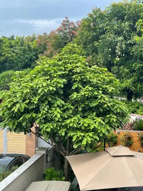 凤眼果的功效与作用