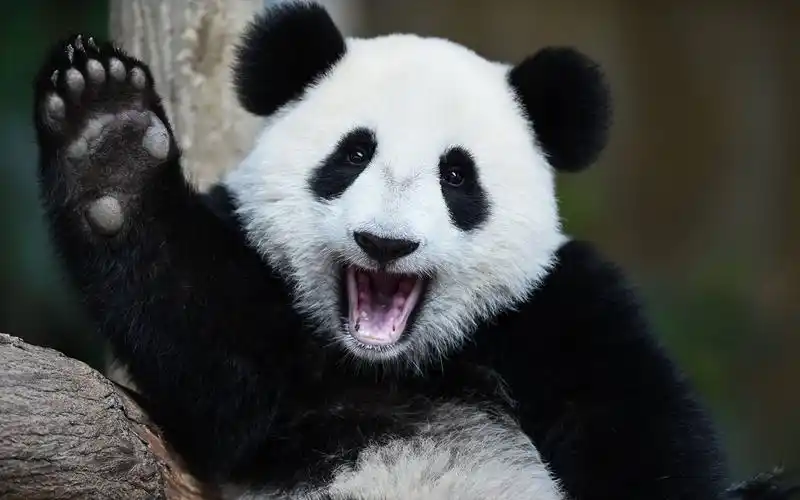 【蓝光压制中文解说超清1080p 画质收藏版】卧龙天府熊猫传奇