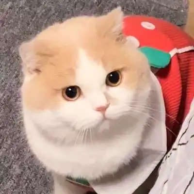 可爱猫咪微信优质头像畅游爱河滴水不沾