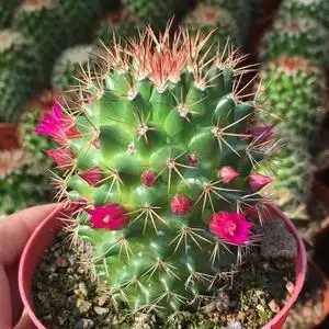 猩猩丸红花锦丸实生仙人球刺球仙人掌科类植物盆栽正在开花带花苞