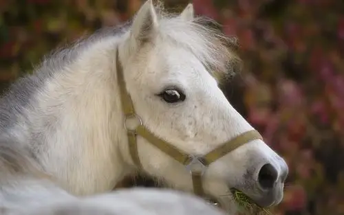 白马回头看 桌布 - 1280x800