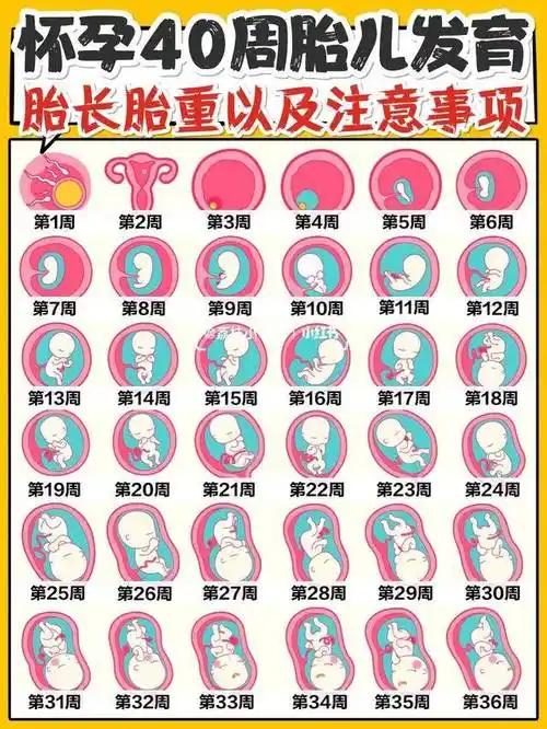 孕期胎儿是怎样变化的_肚子_妈妈_全过程