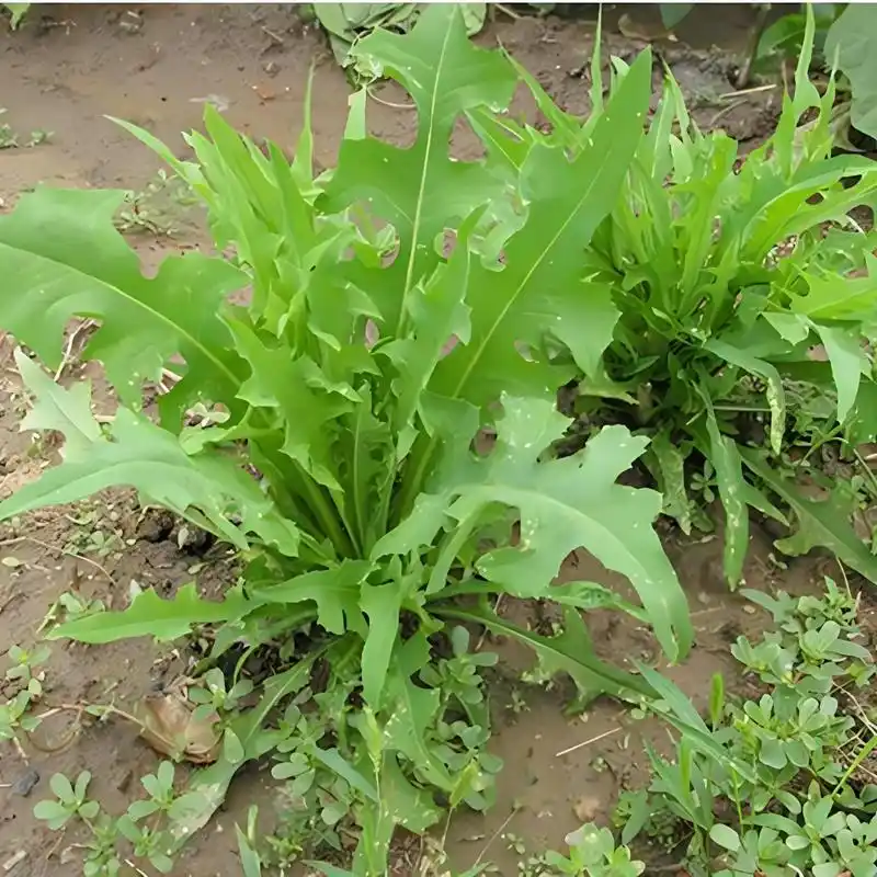 苦麻菜图片 苦麻菜是一种常见的野菜,通常长得比较矮小,叶子呈锯齿状