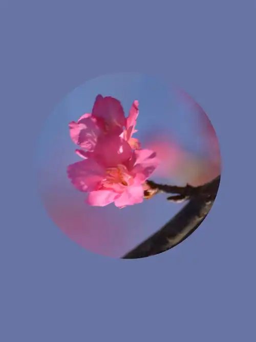 梅花香自苦寒来,傲雪寒梅独自开!