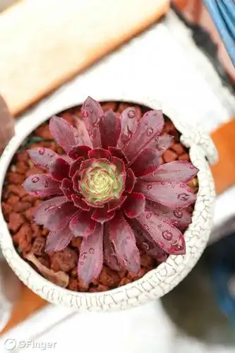 0红覆轮锦法师 挂