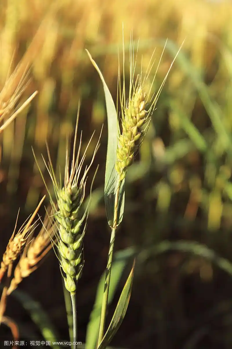 麦穗特写