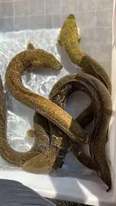 鳗鱼活体新鲜活体河鳗溪鳗花鳗江鳗活体水库养殖鳗鱼白鳝青鳗花锦