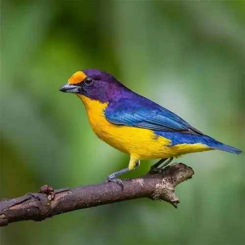 摄影你见过这么漂亮的鸟吗