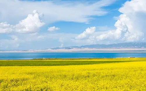 唯美油菜花春季风景桌面壁纸