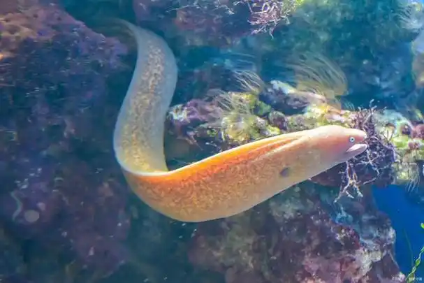 海鳗鱼多少钱一斤