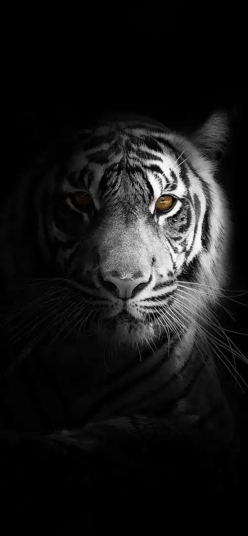 虎虎生威 | 超酷老虎插画摄影壁纸_网易订阅