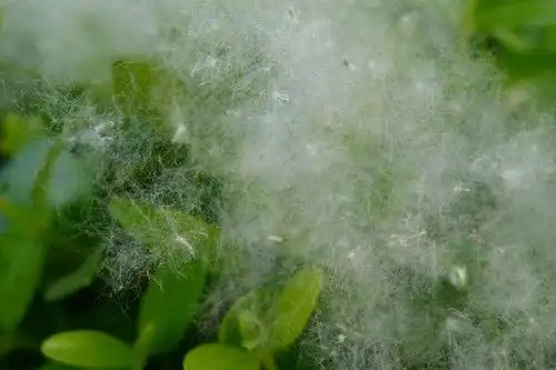 杨絮柳絮惹人烦,春日何时不"飞雪"