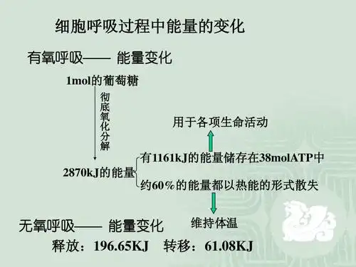 高中生物 细胞呼吸ppt