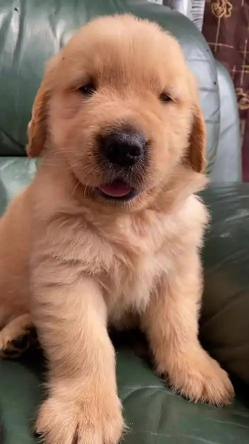 胖到没有眼睛的小狗,实在是太可爱了