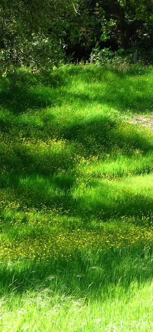 粉丝心愿422 绿色 壁纸  后边有几张水的图,很舒服!