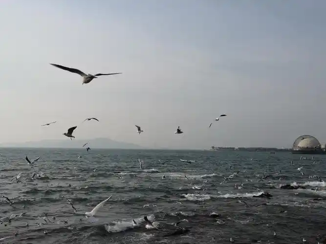 栈桥美景——海鸥翱翔