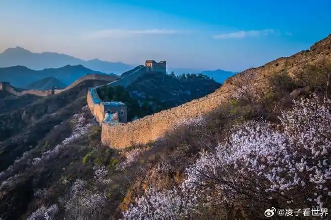 #春游季##杏韵花开长城之约##被金山岭长城漫山杏花震撼了#