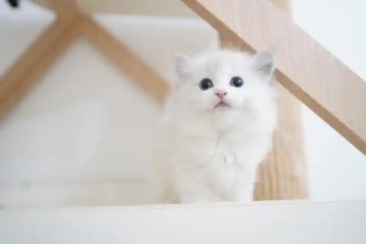 布偶猫今天吸吸可爱猪猪