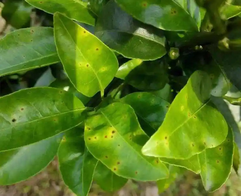 最全柑橘褐斑病药物(柑橘褐斑病特效药)