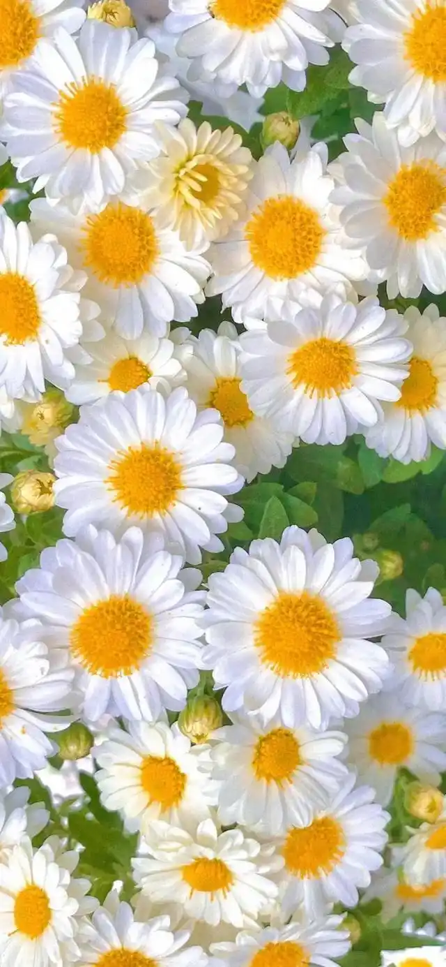 小清新,唯美,治愈系小雏菊手机壁纸,分享给你,希望你能喜欢