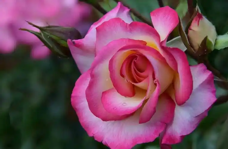 4种"抗冻花",零下十度冻不坏,照样开出美花,朵朵又大又鲜艳