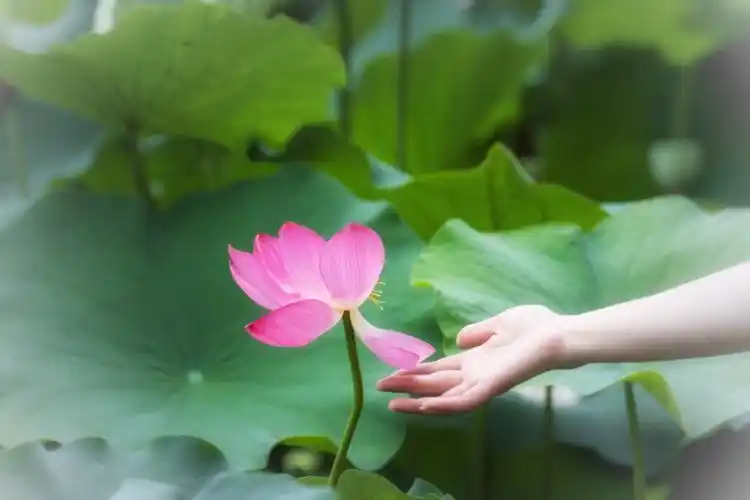 怜.爱一阵风过,莲花摇曵,花瓣即将凋落,忍不住以手托之