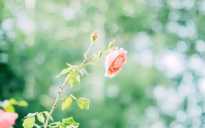 唯美小清新图片桌面壁纸~~为你的桌面换上一张干净清新简约的壁纸吧!