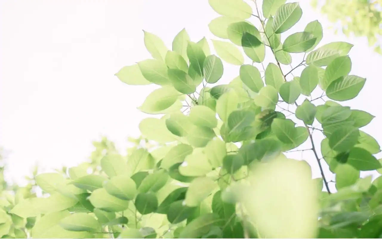 文艺小清新静物高清桌面壁纸图片