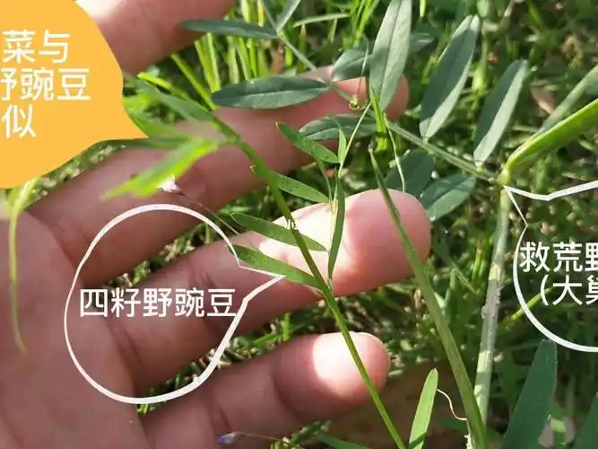 救荒野豌豆四籽野豌豆和小巢菜的区别