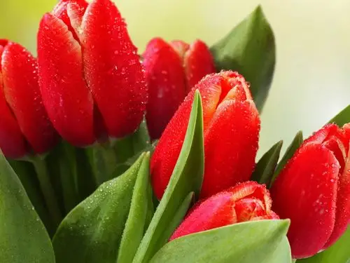 郁金香滴叶花-图片高清壁纸 - 1920x1440 壁纸下载 -10wallpaper.com