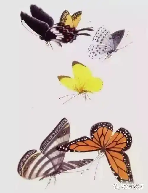 赏心悦目!1000只高清工笔蝴蝶,画蝶三剑客惊艳国人!_荣州_中国_四川