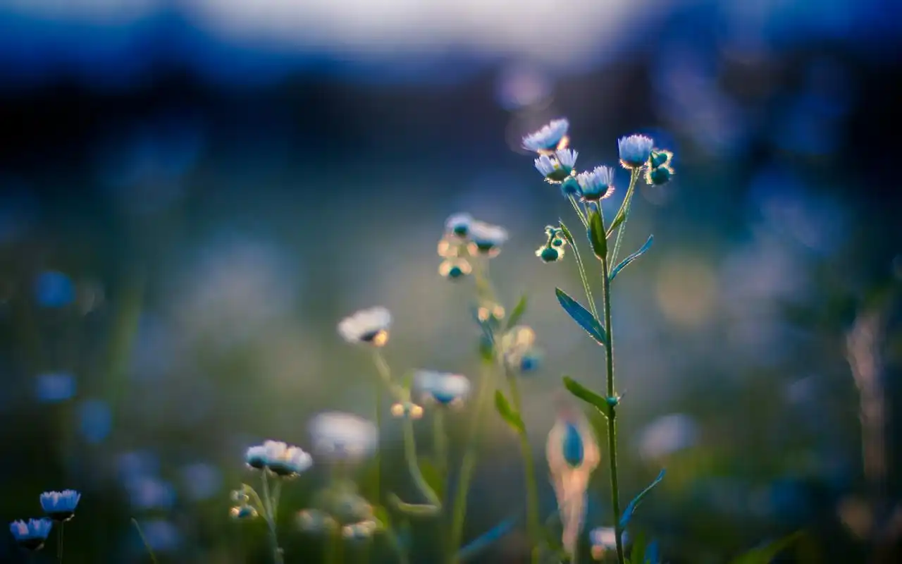 唯美清新植物桌面壁纸下载 第一辑