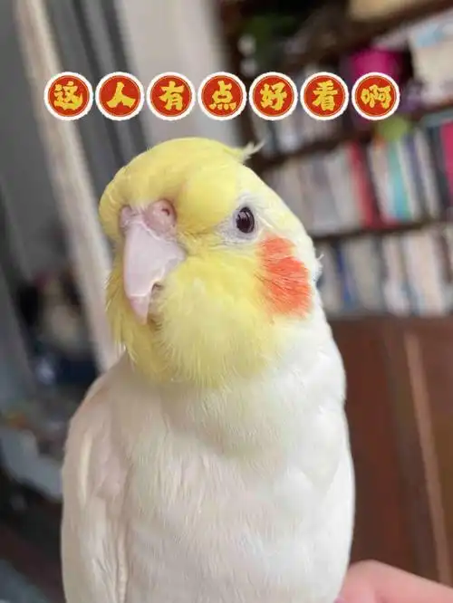 玄凤鹦鹉喜欢主人的表现