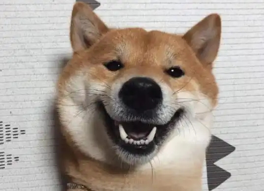 一只老爱贱笑的柴犬笑起来像个表情包让人忍不住想揪它小肥脸
