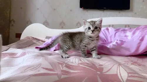 家养美短.蓝猫出售