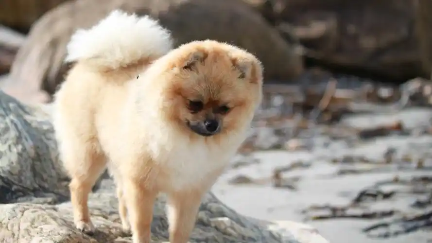 可爱的博美犬图片桌面壁纸_博美犬壁纸高清_三千图片网