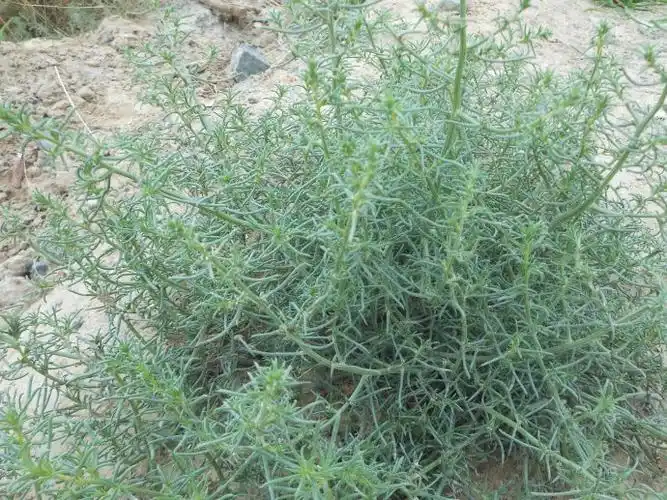 沙蓬图片沙蓬草本植物野菜图片