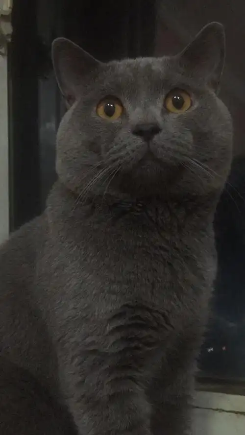 转让一只蓝猫一岁多