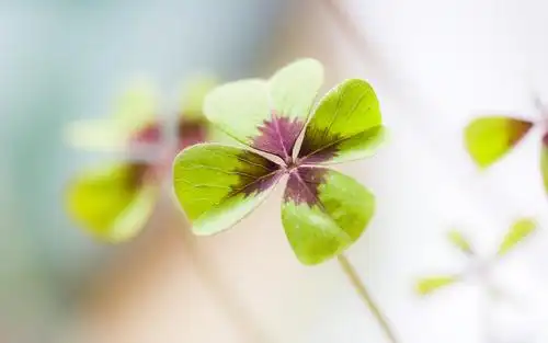 养眼幸运草唯美高清桌面壁纸